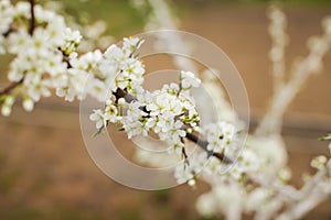 Blossoming of plum flowers in spring time with green leaves. Beautyful background with branch with white flowers