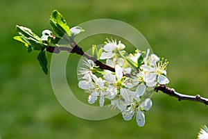 Blossoming plum tree with beautiful white petals. Spring nature background