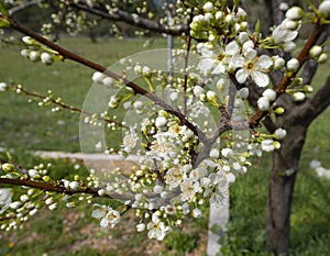 Blossoming plum tree flowers on a Sunny spring day in Greece