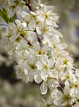 Blossoming plum tree flowers on a Sunny spring day in Greece