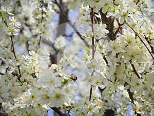 Blossoming plum tree flowers on a Sunny spring day in Greece