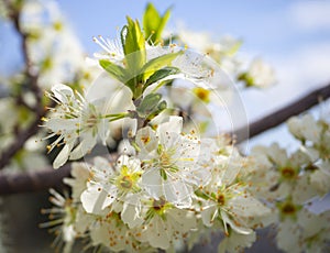 Blossoming plum tree flowers on a Sunny spring day in Greece