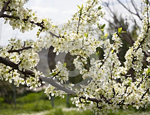 Blossoming plum tree flowers on a Sunny spring day in Greece