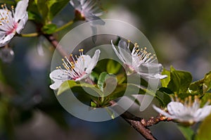 Blossoming plum tree at springtime