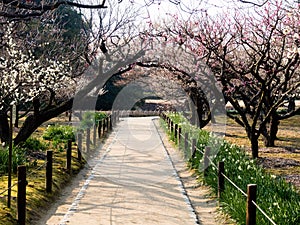 Blossoming plum trees