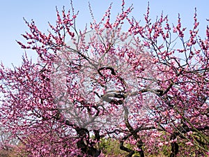 Blossoming plum trees