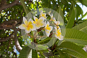 Blossoming plumaria & x28;monoi& x29; flowers.