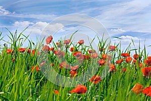 Blossoming poppies