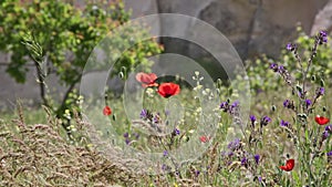 Blossoming poppies