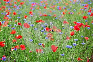 Blossoming poppies and cornflowers