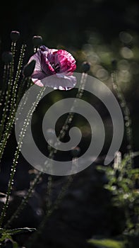 Pink poppy.Poppies in the rainbow field environment.