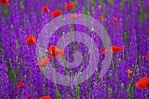 Blossoming poppies and delphinium