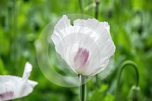 Blossoming poppies flowers. Flowering Poppy-heads field