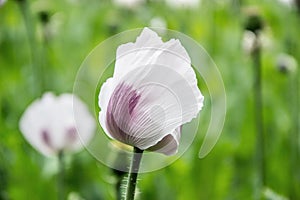 Blossoming poppies flowers. Flowering Poppy-heads field