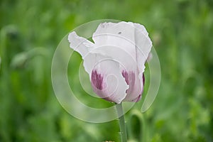 Blossoming poppies flowers. Flowering Poppy-heads field