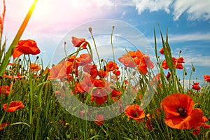 Blossoming Poppies papaver field against blue sky