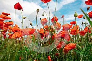 Blossoming Poppies papaver field against blue sky