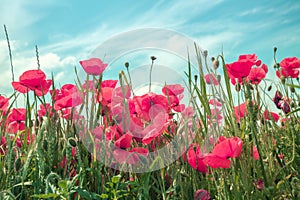 Blossoming Poppies (papaver) field. Wild poppies against blue sky