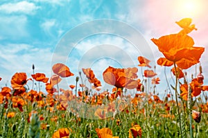 Blossoming Poppies (papaver) field. Wild poppies against blue sky