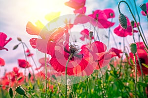 Blossoming Poppies (papaver) field. Wild poppies against blue sky