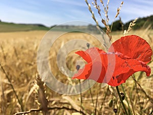 Blossoming Poppy Flower on a wheat / barley / rye crop field in the Eifel Landscape, Germany in beautiful summer sunshine