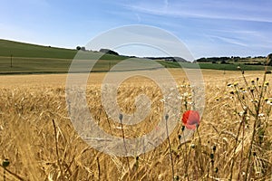 Blossoming Poppy Flower on a wheat / barley / rye crop field in the Eifel Landscape, Germany in beautiful summer sunshine