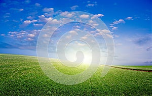 Blossoming Potato Field photo