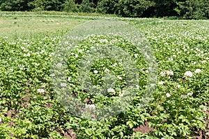 Blossoming of potato fields, potatoes plants with white flowers growing on kitchen garden