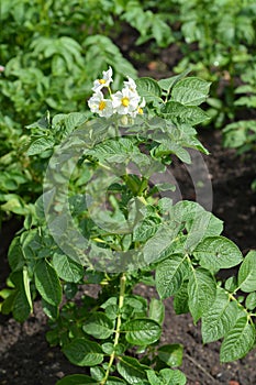 Blossoming potatoes (Solanum tuberosum L. )