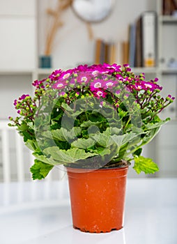 Blossoming of potted purple Cineraria in office interior