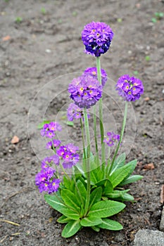 Blossoming primrose the crenulate violet