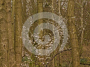 blossoming prunus shrub in a bare forest