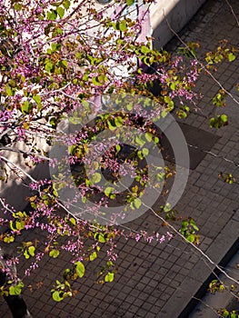 Blossoming of purple cercis siliquastrum with green leaves at sunny day in the spring. View from above
