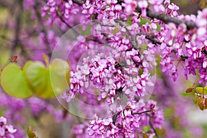Blossoming of purple cercis siliquastrum in meadows of Europe