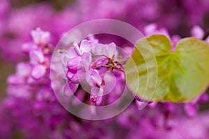 Blossoming of purple cercis siliquastrum at sunny day, nobody