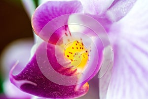 Blossoming purple flower house orchid close up macro background