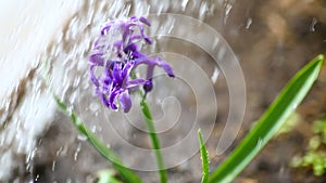 Blossoming purple hyacinth flower