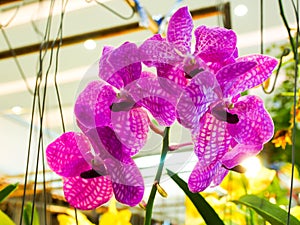 Blossoming purple orchid