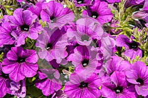 Blossoming purple petunia flowers photo