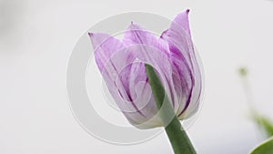 Blossoming purple tulip head close-up