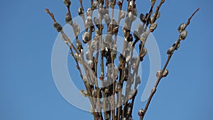 Blossoming pussy willow Salix caprea rotating