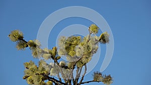 Blossoming pussy willow twigs Salix caprea rotating