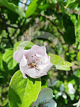 Blossoming Quince (Cydonia oblonga) on a natural background