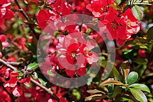 Blossoming quinces. Natural background with red petals quinces