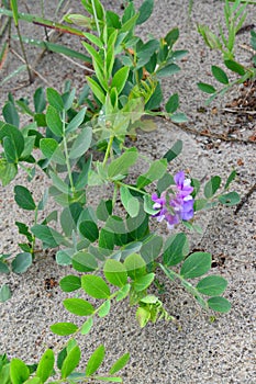 Blossoming a rank seaside (Lathyrus maritimus L.), growing on sa