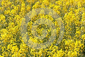 Blossoming rape field.