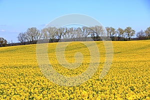 Blossoming rapeseed field in Saxony, Germany photo