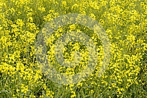 Blossoming rapeseed flowers, Baden Wuttenberg, Germany