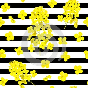 Blossoming Rapeseed flowers seamless vector pattern on striped black and white background. Summer print. For textile.