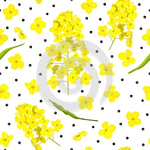 Blossoming Rapeseed, flowers, seeds, leaf seamless pattern isolated. Canola or colza. Brassica napus. Yellow blooming